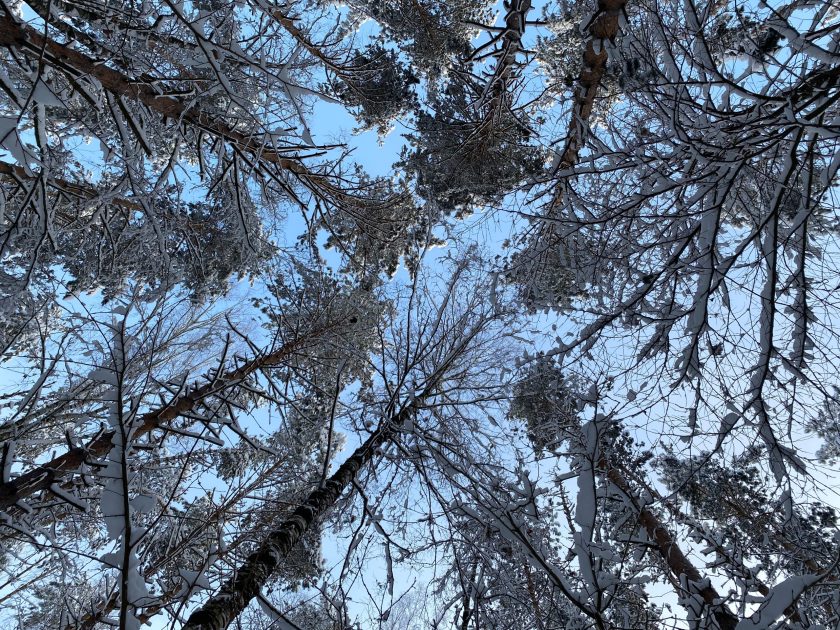 Внести свой вклад в помощь окружающей среде горожане, проживающие на юге города, могут также на территории Битцевского леса, который примыкает к районам Чертаново Северное, Южное и Центральное. Фото: Анна Быкова, «Вечерняя Москва»