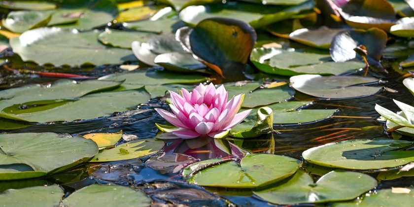 Руководитель столичного ведомства отметил, что рабочие городских служб на постоянной основе проводят мониторинг прудов города, а при необходимости принимают решения о реабилитационных процедурах, которые проводятся вне плановых работ. Фото : сайт мэра Москвы